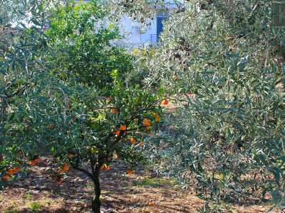 Un albero di mandarini colora un orticello stretto tra le case(foto di Alessia Schiavone)
